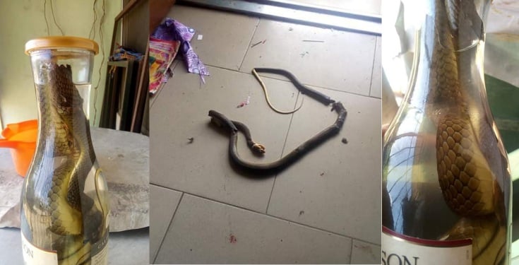 Man kills a poisonous snake that crawled into his house (Photos)