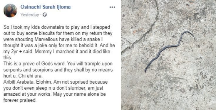 2-yr-old boy kills a snake while playing in their compound