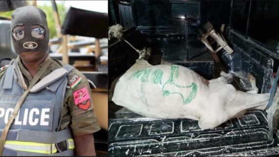 Police arrest cow belonging to cultists in Osun