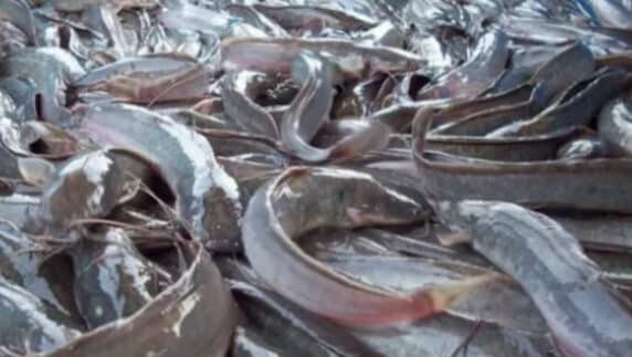 Two farm workers sentenced to 18 months in prison for stealing catfish