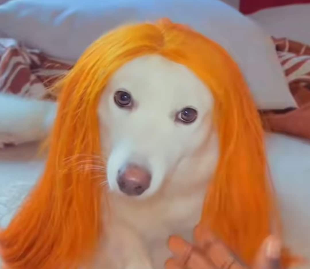 "Am I a spoon?" - Nigerian lady surprises her pet dog, 'Nike,' with an expensive wig for Christmas