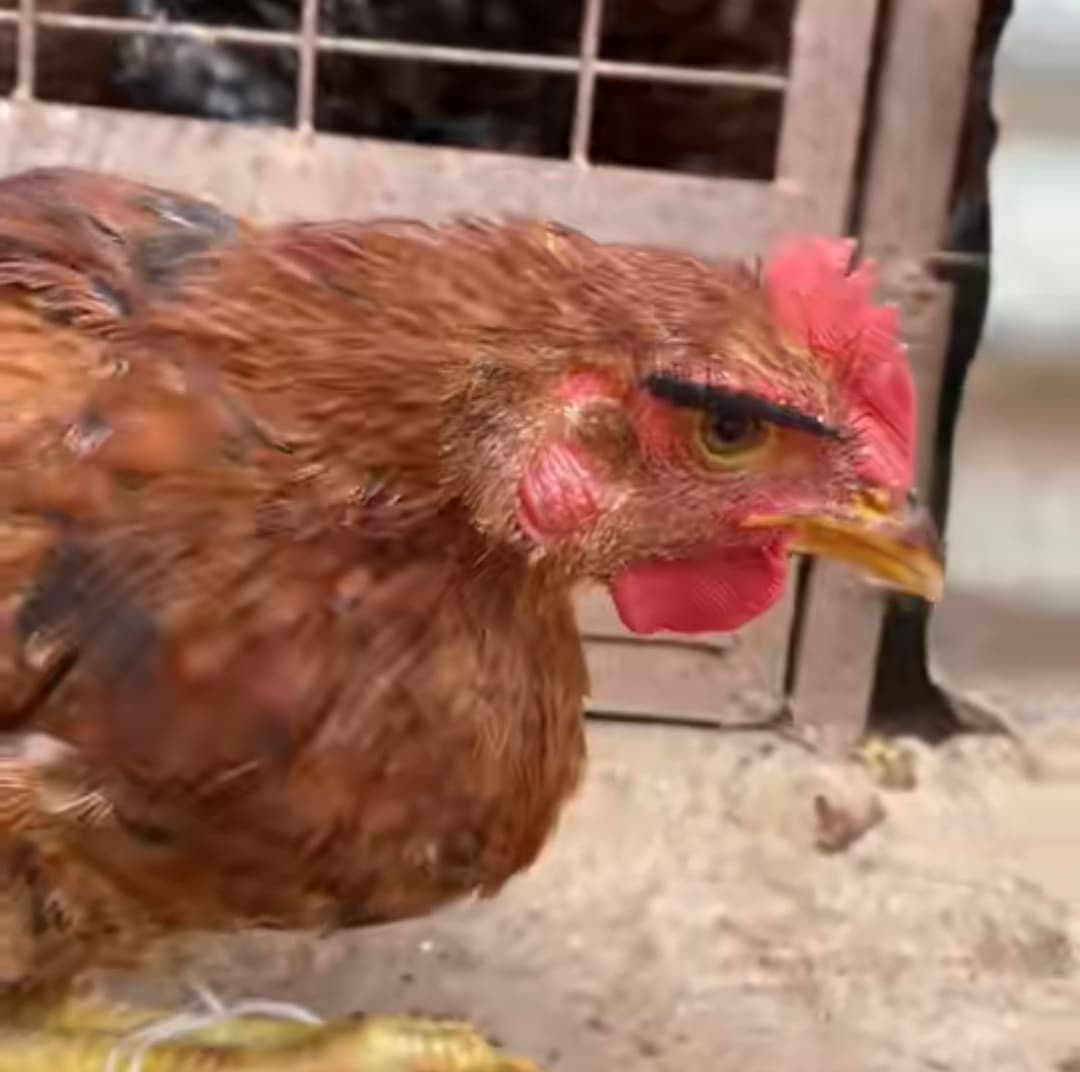 "She's a baddie, she's a 10" - Nigerian lady applies eyelashes, gives pet chicken glamorous makeover