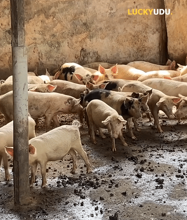 Farmer who started pig business with N270k celebrates making N30 million monthly