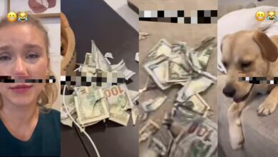 Innocent-looking dog destroys woman's multiple $100 and $50 bills