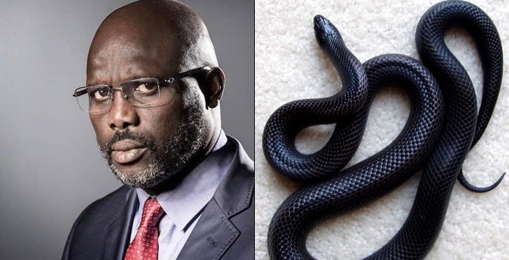 Black Snakes force Liberian President George Weah