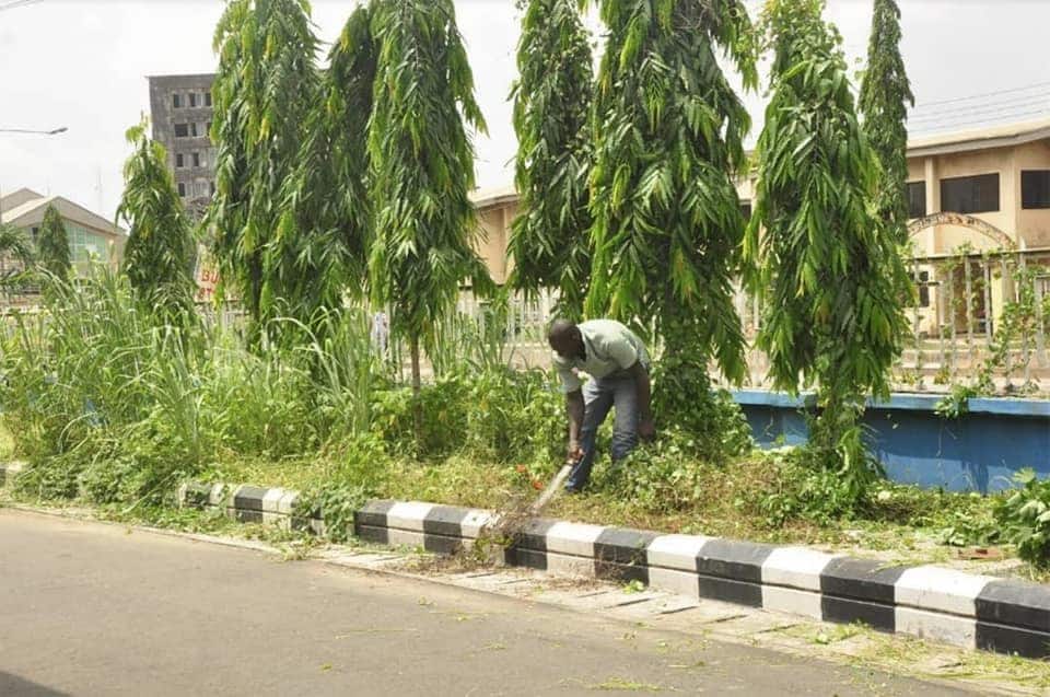 Traffic defaulters cutting grass and sweeping in Edo state
