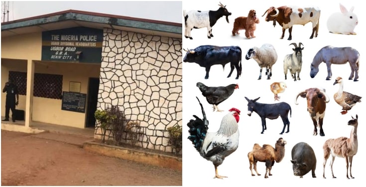 Police Receive List Of Animals To Sacrifice For Detaining Chief Priest In Benin City