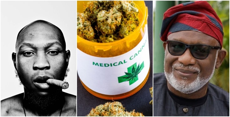 Governor Akeredolu, Seun Kuti, Cannabis