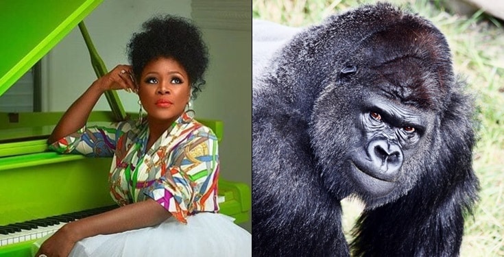 Singer Omawumi Reacts To Gorilla Swallowing N6.8m In Kano Zoo