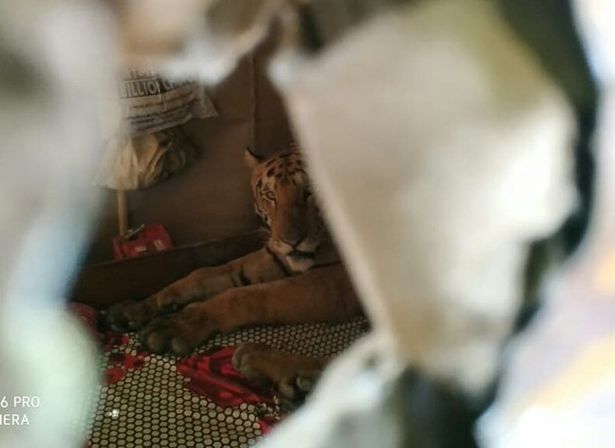 Tiger takes nap in bed after escaping floods 