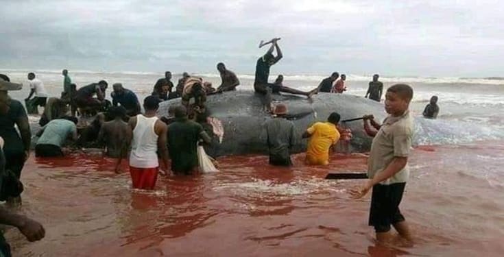 Whale butchered after being washed ashore in Okpoama, Bayelsa State (video)