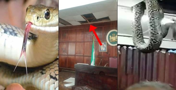 Pandemonium as three snake chase lawmakers 