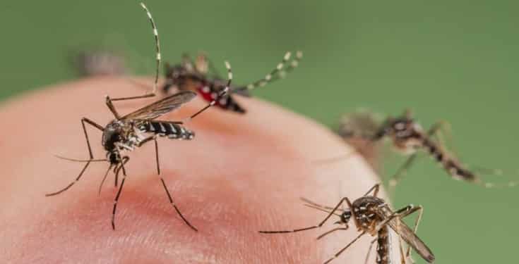 'Don’t kill mosquitoes, they need blood to feed their kids' - Animal-rights activist says