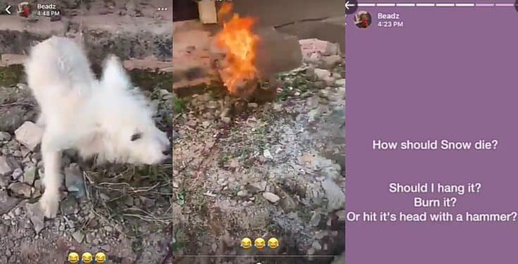 Heartbreaking moment Nigerian boy burnt his pet dog alive (photos)