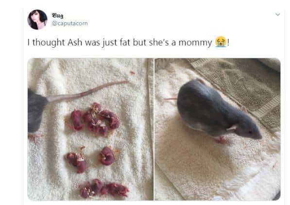 Lady overwhelmed with love as her rat gives birth to 14 pups -1