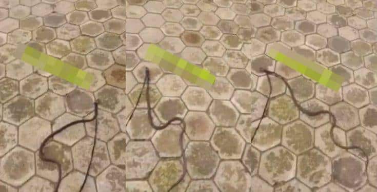 Nigerian man takes his pet snake for a walk (video)
