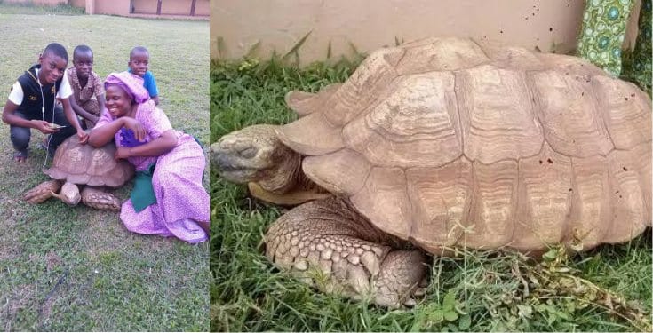 344-Year-Old Tortoise In Soun Of Ogbomoso’s Palace Is Dead
