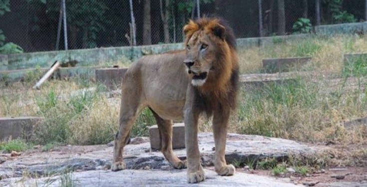 Lion captured after escape from Kano zoo cage