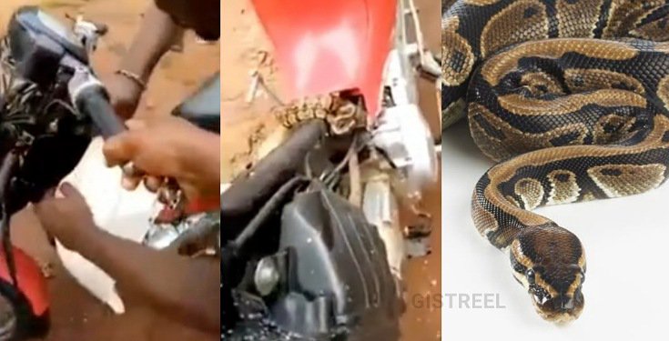 Man calls on Jesus after discovering python in the engine of his motorcycle
