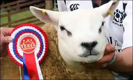 World's Most Expensive Sheep