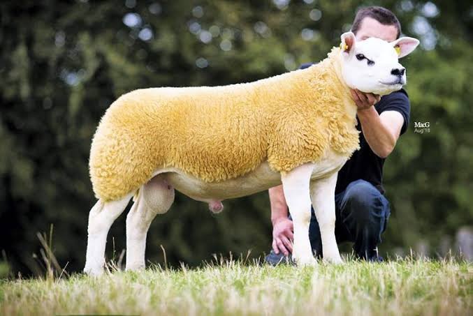 World's Most Expensive Sheep