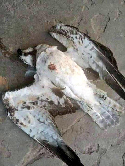 Falcon murdered  in Delta state