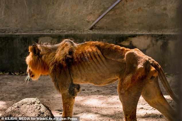 starving lion in kaduna zoo