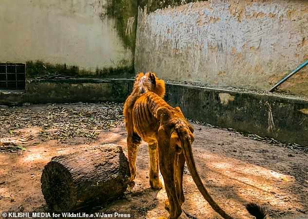 starving lion in kaduna zoo