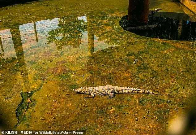 starving animals in kaduna zoo