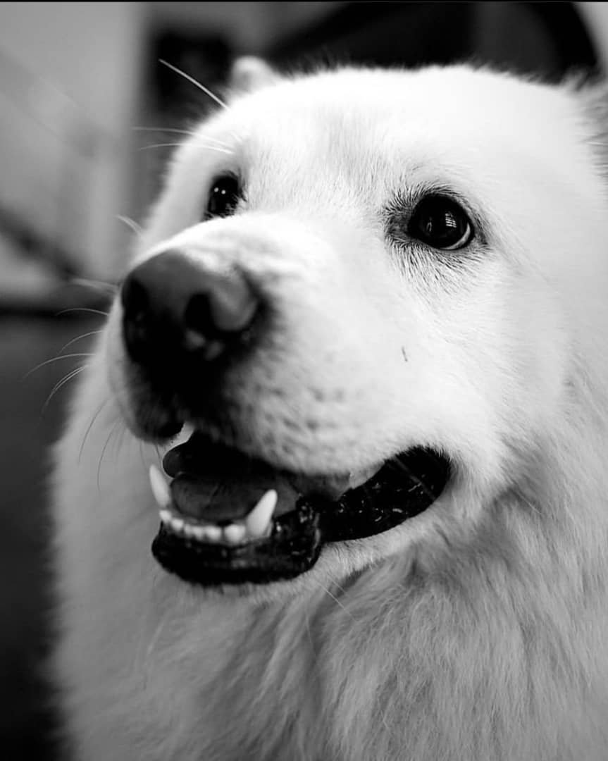 Mayorkun mourns the death of his dog