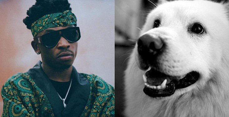 Mayorkun mourns the death of his dog