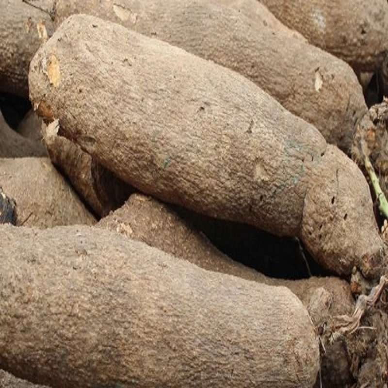 yam tubers