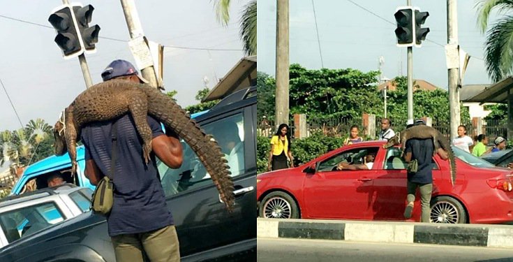 Man Hawking Crocodile in Traffic