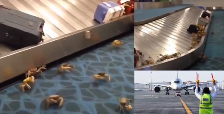 Moment live crabs crawl out of woman's bag at the airport (Video)