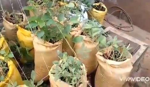 Woman shows off huge tubers of yam harvested from 'sack' farming system (Video)