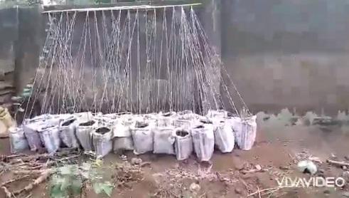 Woman shows off huge tubers of yam harvested from 'sack' farming system (Video)