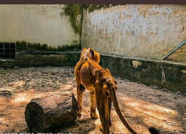 Lion hunger kaduna state