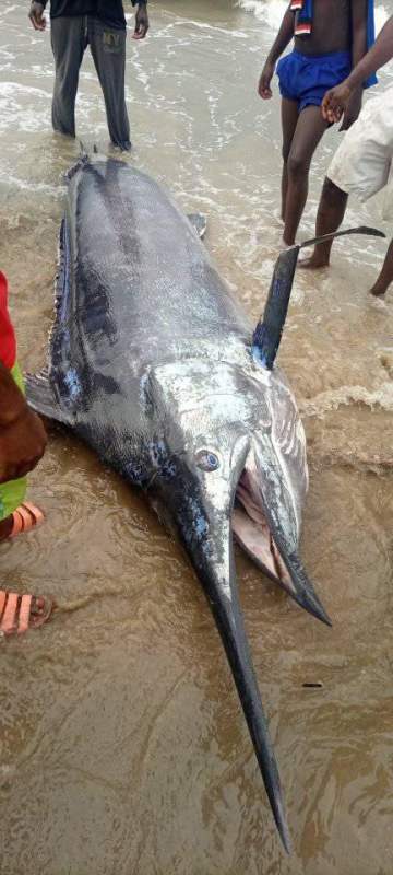 Fisherman makes a big catch of a giant swordfish in Rivers State