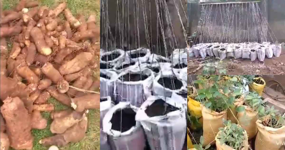 Woman shows off huge tubers of yam harvested from 'sack' farming system (Video)