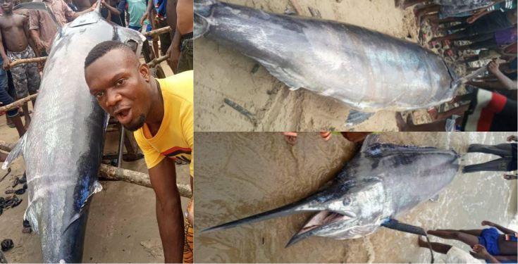 Fisherman makes a big catch of a giant swordfish in Rivers State