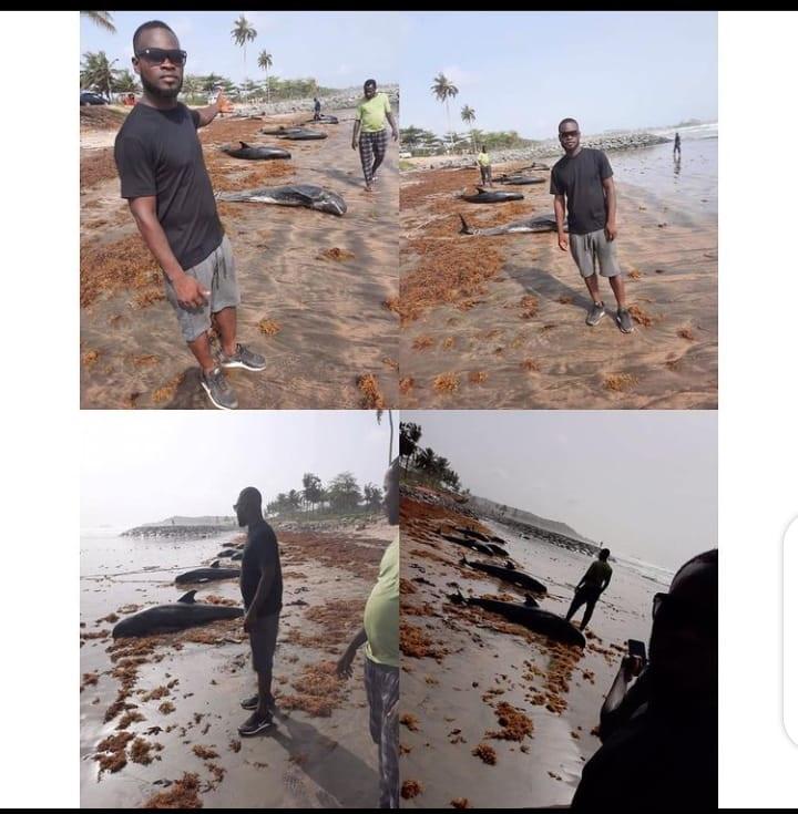Dolphins washed ashore Ghana