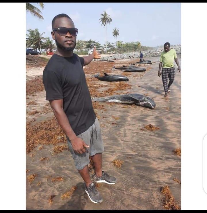 Dolphins washed ashore Ghana
