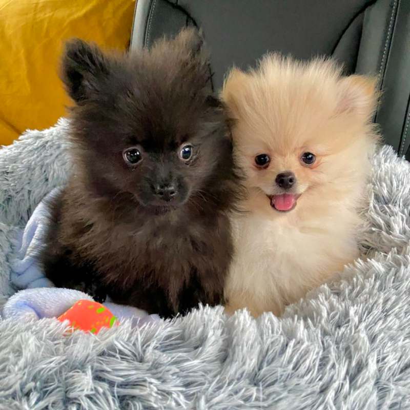 DJ Cuppy slams troll who can't stand her 'transition to motherhood' with puppies