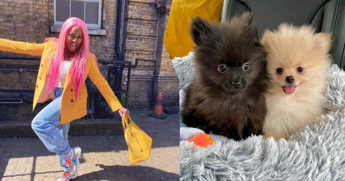 DJ Cuppy slams troll who can't stand her 'transition to motherhood' with puppies
