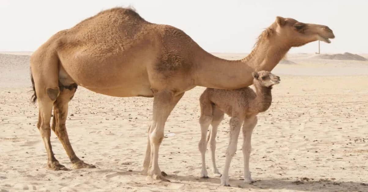 74 admitted in a hospital after eating meat from a dead camel 