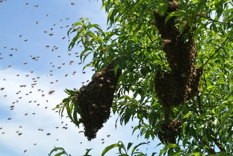 Ekiti APC Bees