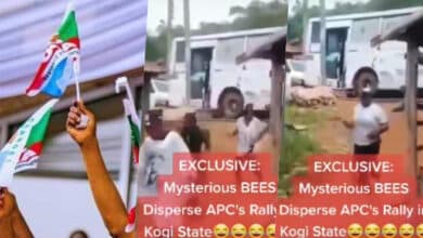 APC rally in Kogi State allegedly disrupted by swarm of bees