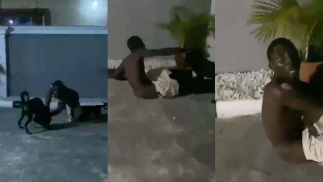 Thief meets waterloo after breaking into compound with two dogs (Video)