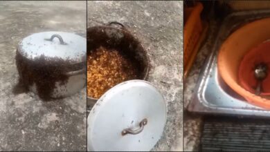 “This is pure witchcraft” — Speculations as lady laments soldier ant attack on her jollof rice (Video)