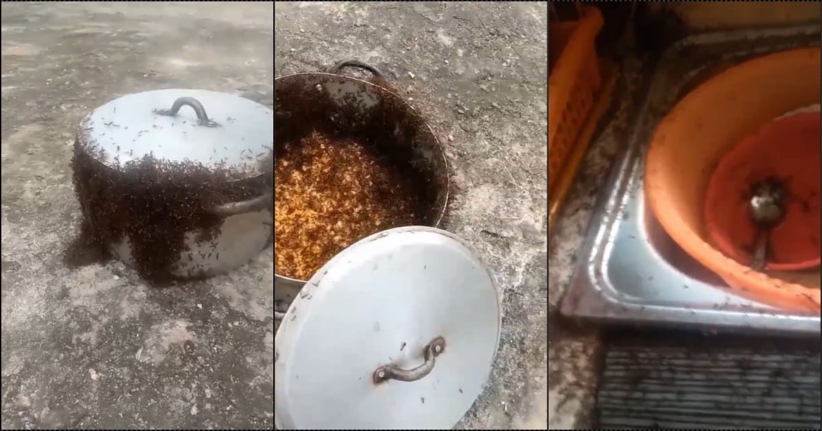 “This is pure witchcraft” — Speculations as soldier ants attack pot of ...